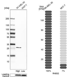 RAB32 Antibody, Novus Biologicals:Antibodies:Primary Antibodies